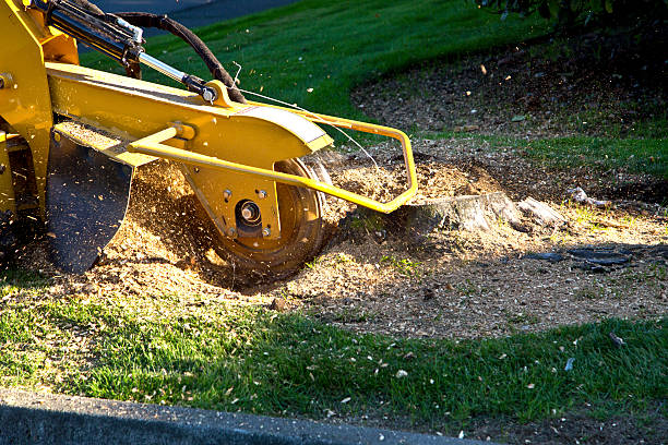 Best Tree Mulching  in Mountain View Acres, CA